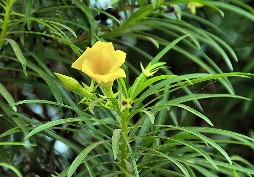 Flower, Petals, Leaves, Yellow, Cascabelles, Thevetia Cascabela, Apocyanaceae, Turbiné, Botany, Tropical
