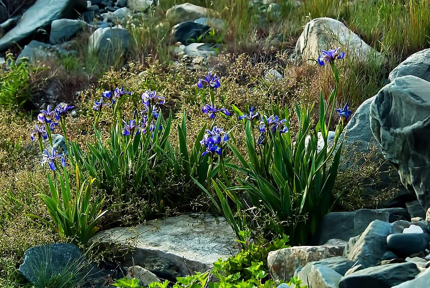 bunga-bunga, iris, berkembang, mekar, alam, di luar rumah, bunga, menanam, warna hijau, musim panas, musim semi