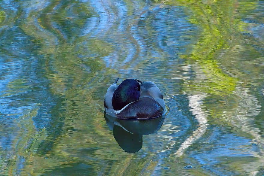 duck, mallard, water, pond, feather, beak, animals in the wild, blue, water bird, reflection, summer
