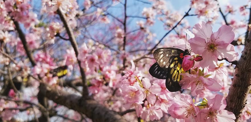Redbase Jezabel Butterfly, papallona, flors, Flors de cirerer, insecte, ales, flors de color rosa, planta, arbre, primavera, naturalesa
