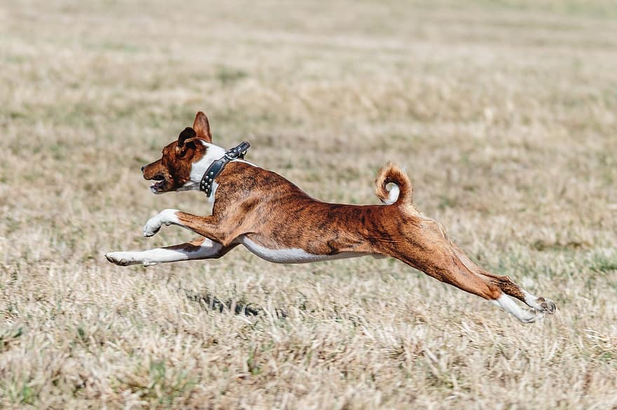 басенджи, пес, біг, поле, на відкритому повітрі, активний, тварина, ікла, спритність, атлетичний, собачий