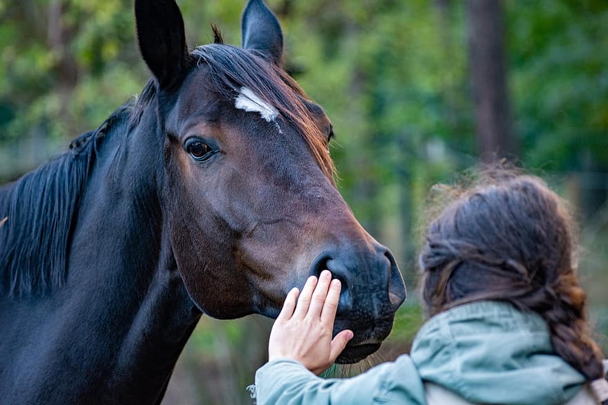 caballo, mano, amistad, contacto, carrera, melena, equino, amigos, humano, animal, mamífero