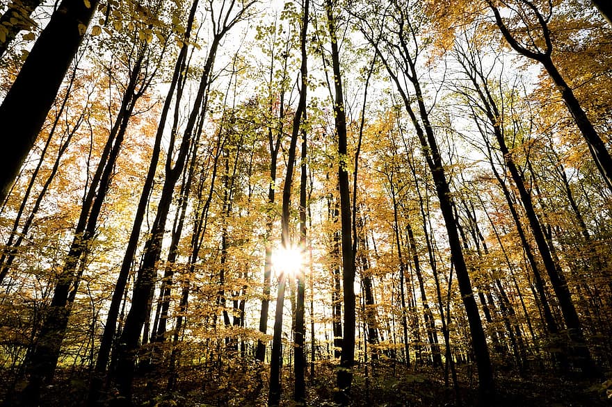 森林、秋、葉、森の中、森林地帯、下草、日光、紅葉、秋の季節、落葉、色落ち
