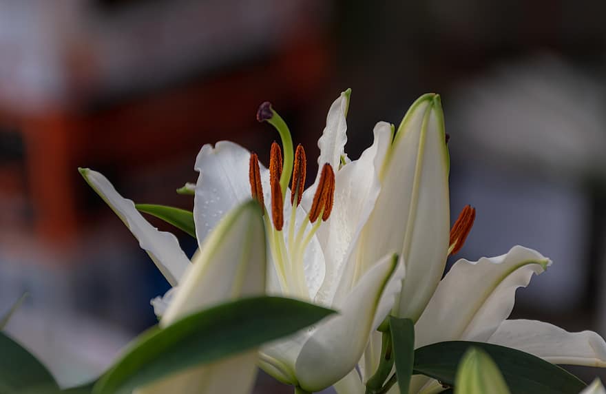 bunga bakung, bunga, Lili putih, kelopak, kelopak putih, berkembang, bunga putih, mekar, taman, flora, menanam