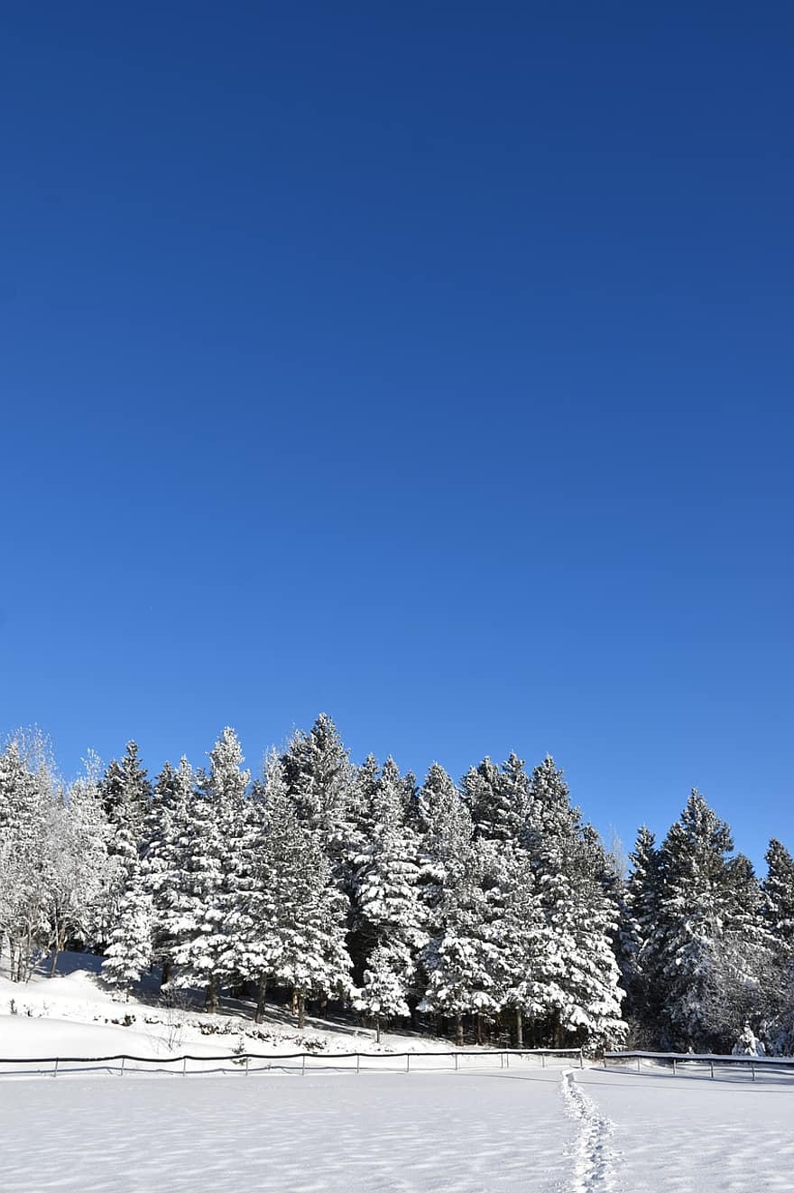 Nature, Winter, Forest, Trees, Spruce, Field, Outdoors, snow, tree, blue, mountain