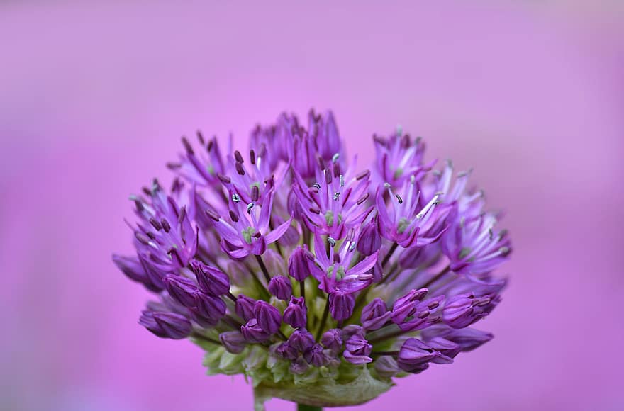 Ornamental Onion, Allium, Purple Flower, Flower, Allium Sphaerocephalon, Blossom, Bloom, Flora, Garden, Spring, Nature