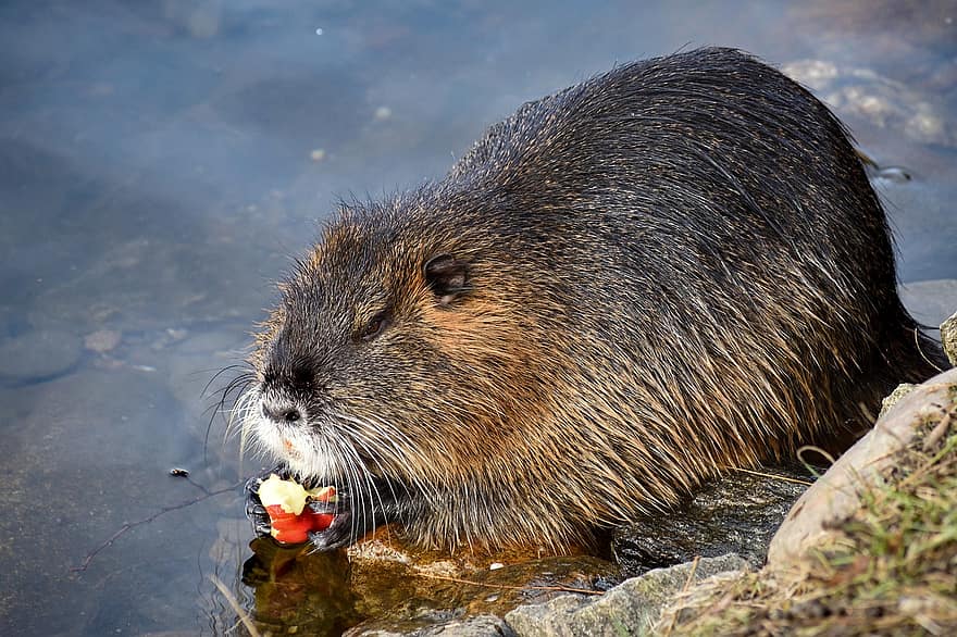 Otter, Rodent, River, Apple, Water, Wet, Biting, Nature, Animal, Portrait