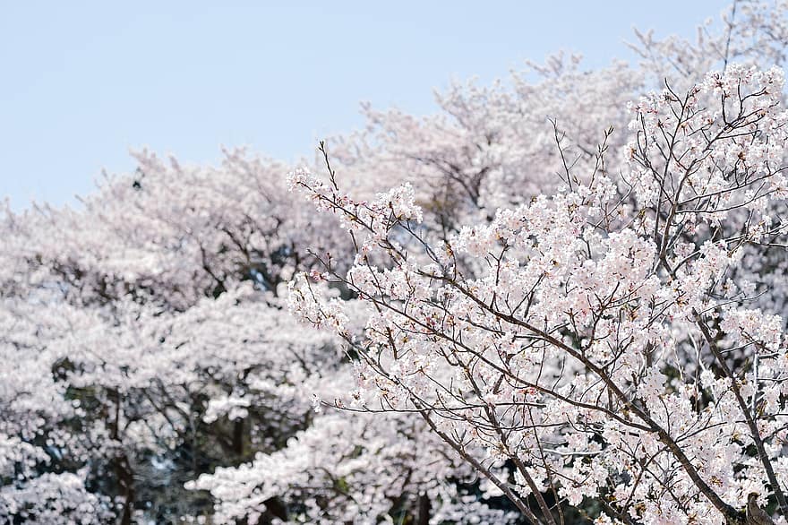 Jepang, menanam, bunga-bunga, bunga sakura, berwarna merah muda, musim semi, pohon ceri yoshino, pertumbuhan, musiman, berkembang, pohon