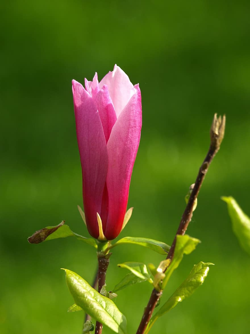 magnolia, kukka, kasvi, vaaleanpunainen kukka, terälehdet, kukinta, puutarha, kevät, luonto, lähikuva