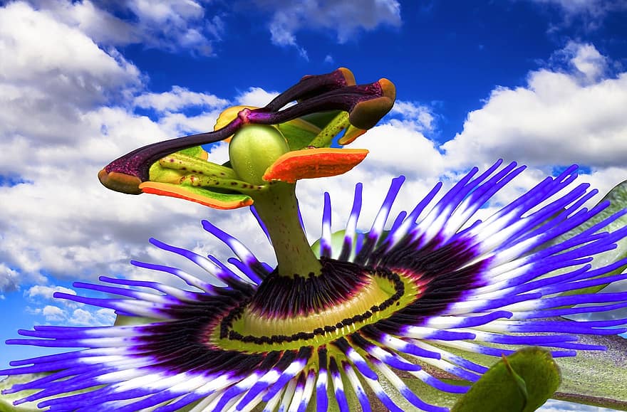 Passion Flower, Blossom, Bloom, Flower, Macro, Blue Passion Flower, Exotic, Clouds, Sky, Stamp, Nectar