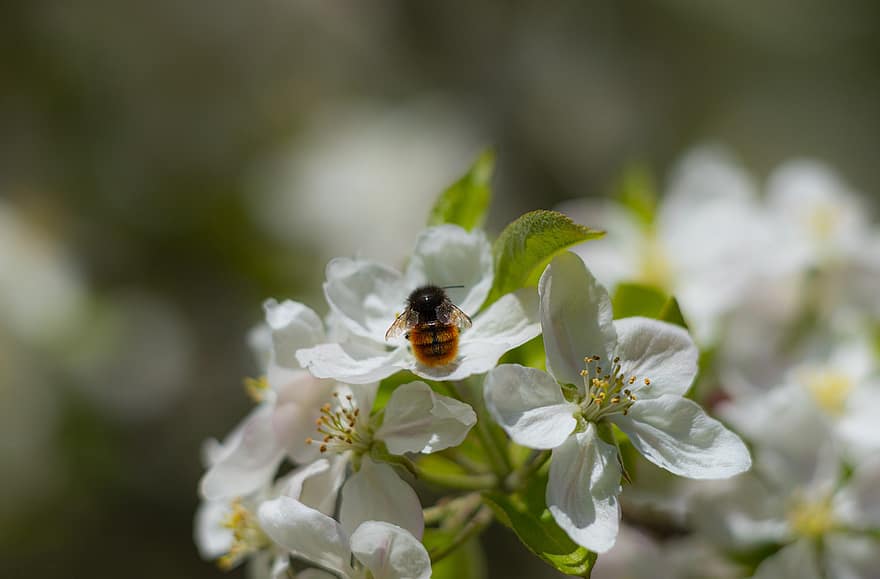 りんごの花、蜂、受粉、白い花、フラワーズ、果樹、春、自然、閉じる、花、工場