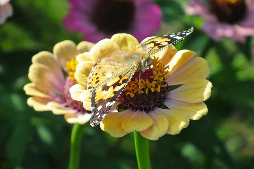 papillon, pollen, fleurs, féconder, pollinisation, ailes de papillon, ailes, insecte, entomologie, lépidoptères, Floraison