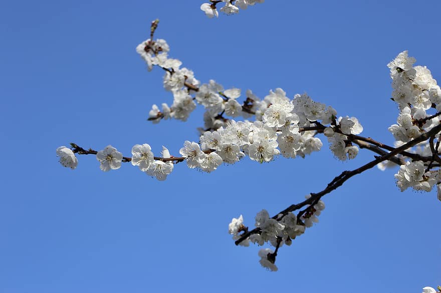 fiori, fiori bianchi, fiori di ciliegio, primavera, fiori di primavera, ramo, albero, stagione, avvicinamento, blu, fiore