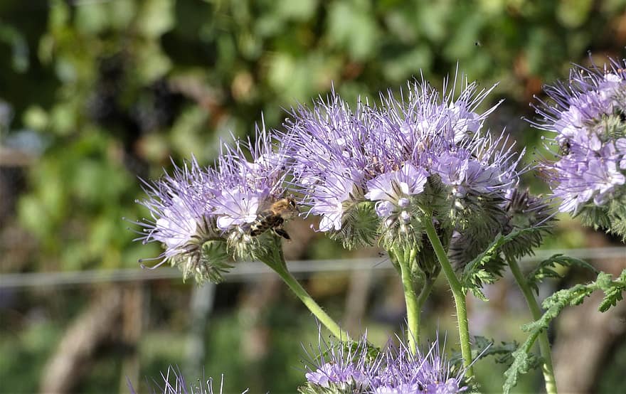 flor, abeja, polinización, naturaleza, prado, insecto