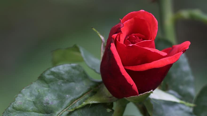 röd ros sammet, kärlekssymbol, romantisk, blomma, kronblad, gröna löv, blomning, rörande, vår, natur