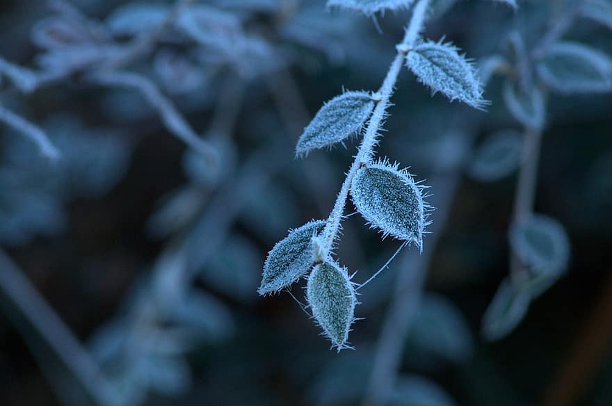 φύλλα, φυτό, κλαδί, πάγος, χιόνι, παγωμένος, κρύο, χειμώνας
