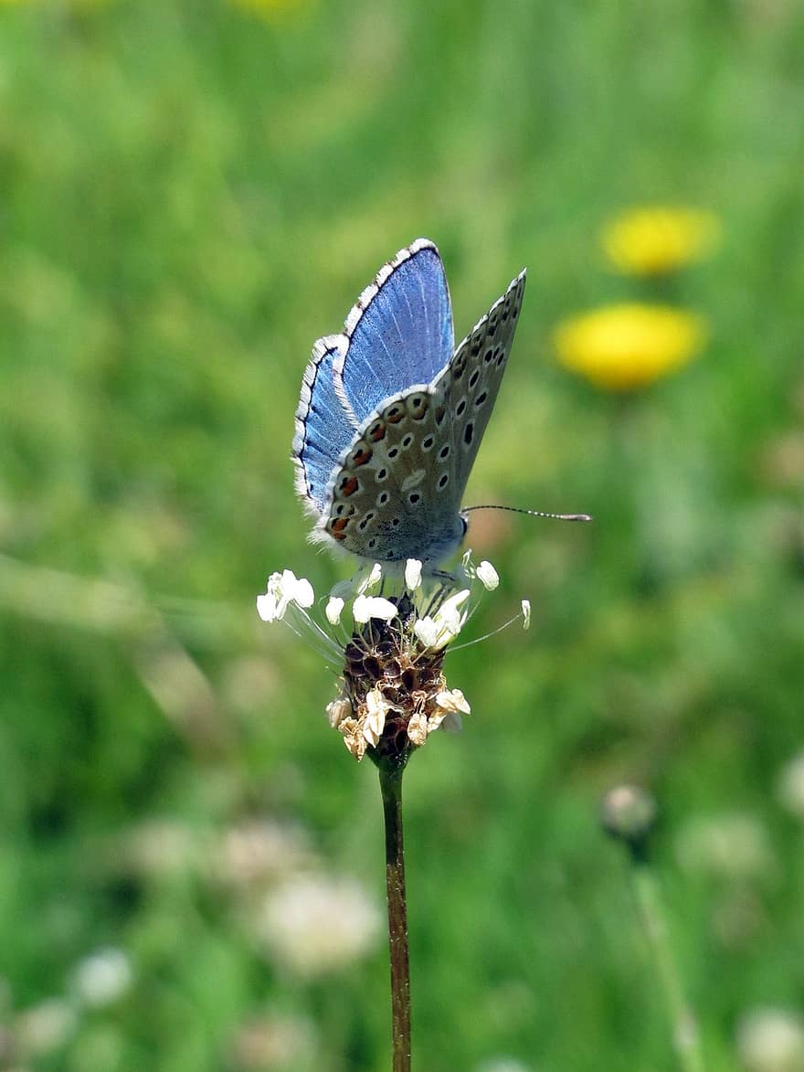 blå sommerfugl, sommerfugl, blomst, insekt, dyr, vinger, anlegg, eng, natur
