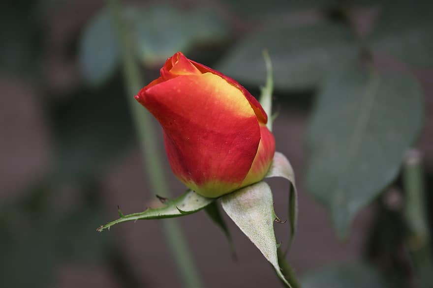 τριαντάφυλλο, rose bud, λουλούδι, αυξήθηκε ανθίζει, πέταλα, πέταλα τριαντάφυλλου, ανθίζω, άνθος, χλωρίδα, φυτό, Άλινκα Ρόουζ