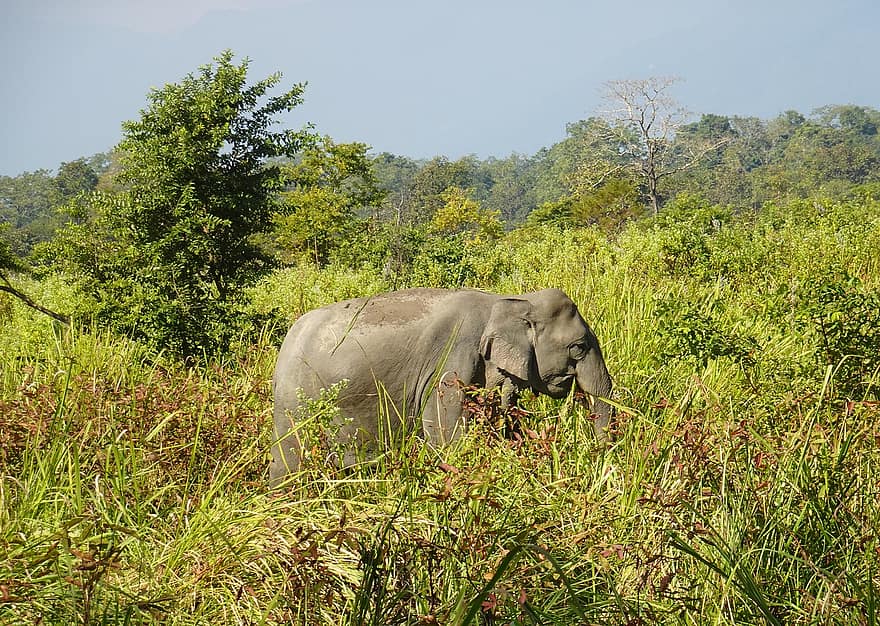 elefant, indisk elefant, Elephas Maximus Indicus, djur-, däggdjur, vilda djur och växter, tjockhuding, Manas, nationalpark