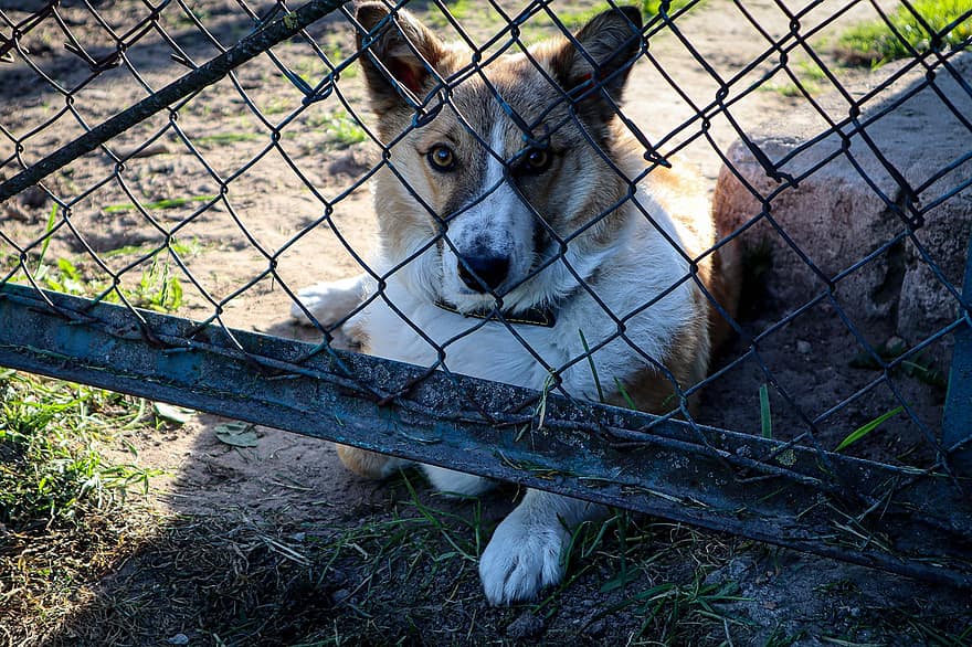 kutya, hátsó udvar, corgi, állat, házi kedvenc, Ukrajna, kerítés
