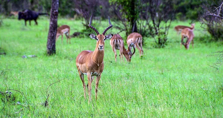 impala, antilop, hayvan, yaban hayatı, memeli, fauna, boynuzları, çöl, doğa, çalı, Afrika
