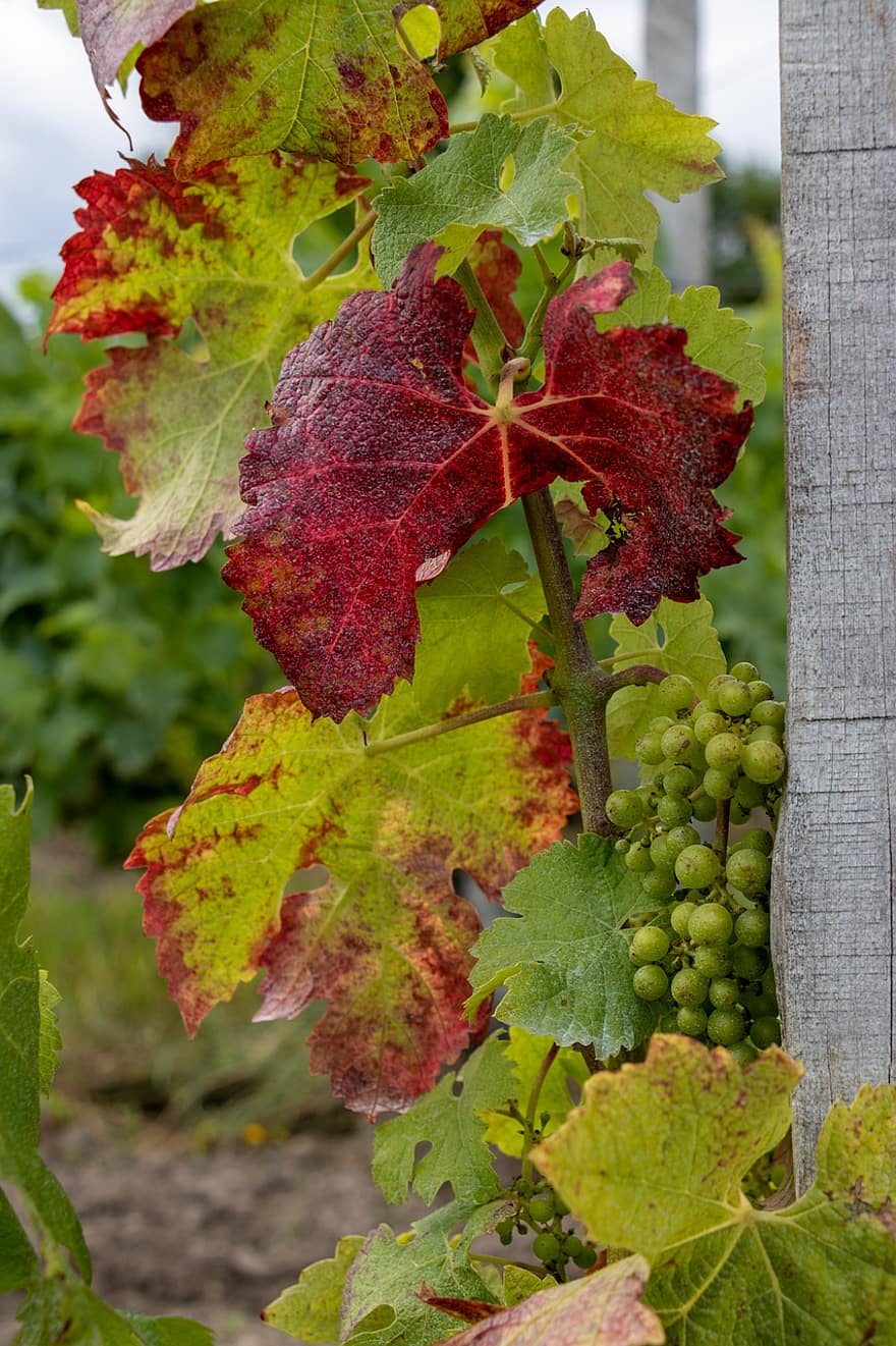 du vin, fruit, la nature, vignoble, les raisins, agriculture, l'automne, France, feuille, grain de raisin, plante