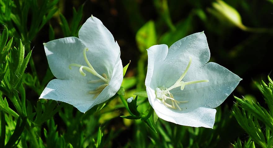 lys de belladone, fleurs de lys, fleurs blanches, la nature, jardin