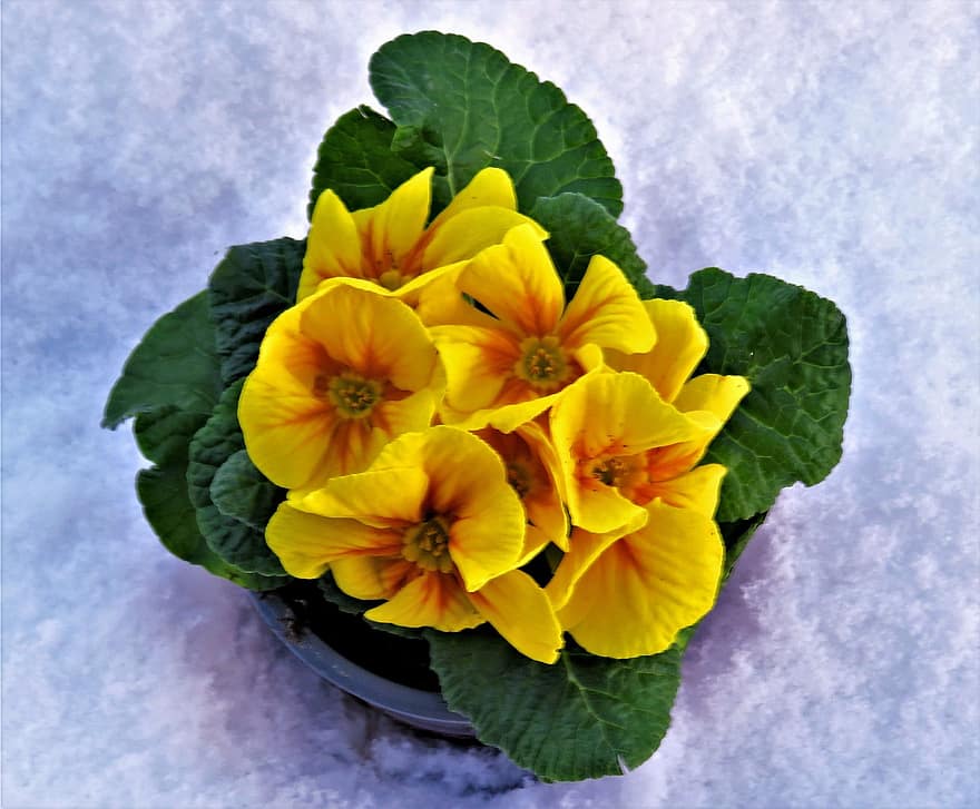 bunga mawar, tanaman, bunga kuning, pot, pot bunga, tanaman di dalam pot, kelopak kuning, Daun-daun, berkembang, mekar, flora