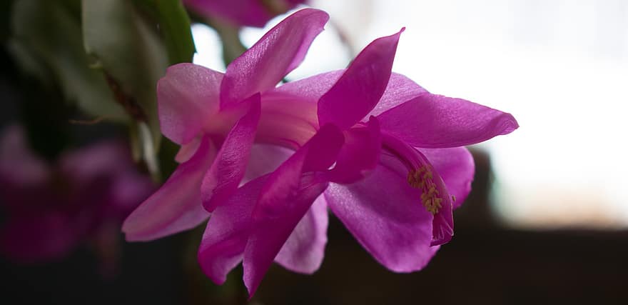 рождественский кактус, цветок, завод, Schlumbergera, розовый цветок, лепестки, цветение, кактус, сочный, природа