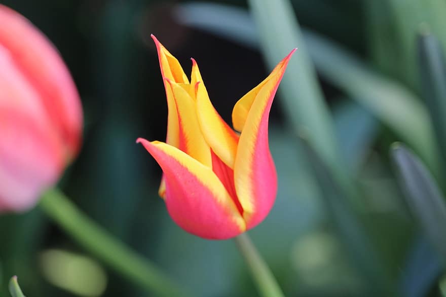 kwiat, tulipan, płatki, flora, wiosna, roślina, zbliżenie, liść, żółty, wielobarwne, lato