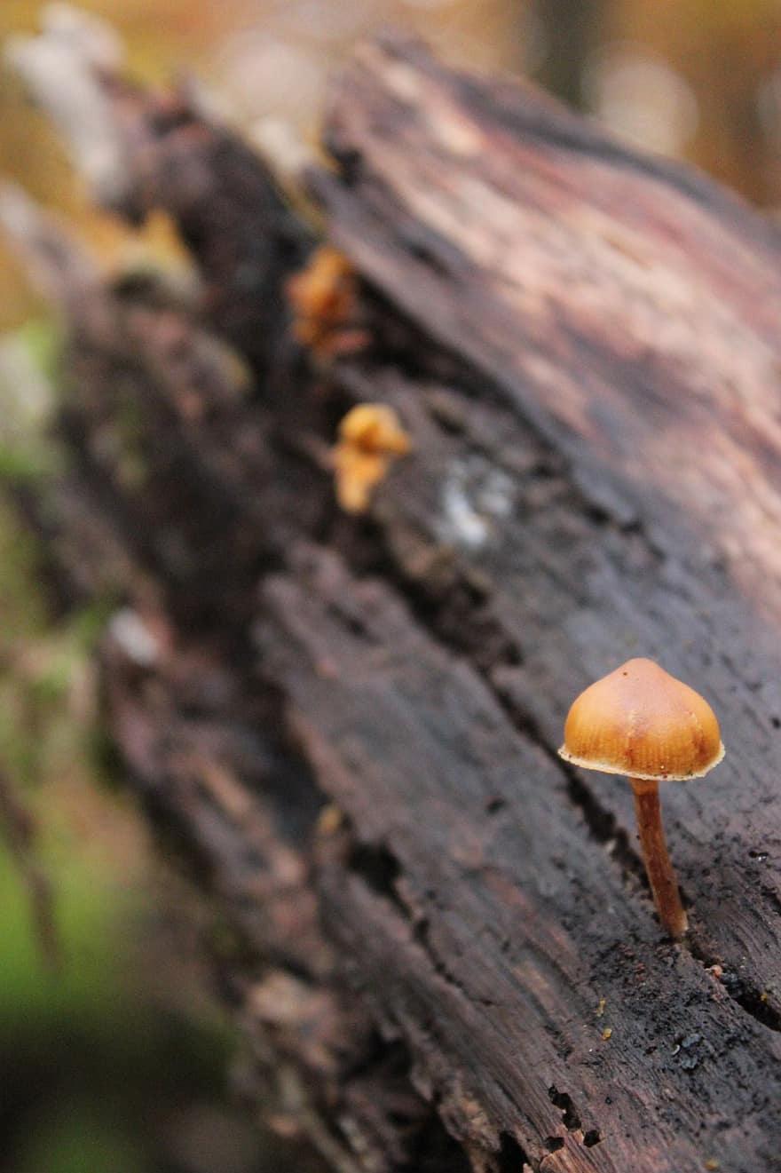 гриб, грибок, поганка, лес, природа, осень, крупный план, завод, время года, дерево, макрос