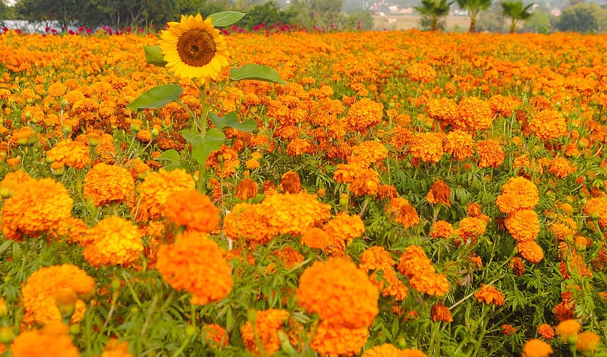 цветя, невен, поле от цветя, Денят на мъртвите, Мексико