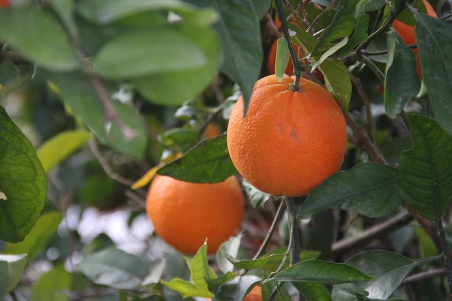 Orangen, Orange, Orangenbaum, Früchte, Lebensmittel, Baum