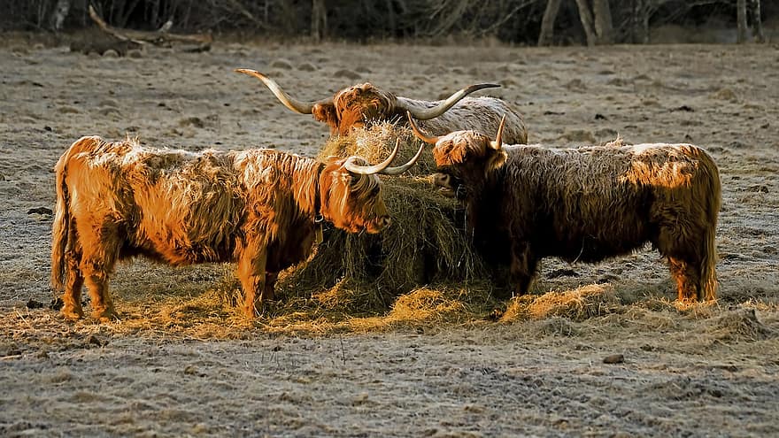 Highland Cattle, Bovine, Livestock, Animal, farm, cattle, cow, rural scene, agriculture, grass, pasture