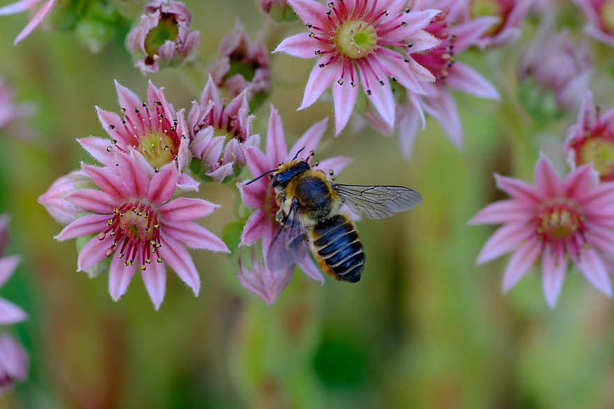 bičių, vabzdys, gėlės, apdulkinimas, nektaras, augalų, sodas, pobūdį, makro