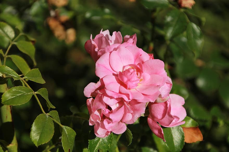 floribunda rosa, las flores, planta, Rosa, Flores rosadas, pétalos, floración, hojas, jardín, naturaleza