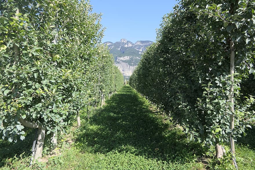 Italië, appelboomgaard, appelbomen, fruitbomen, landbouw, niet-vallei, boomgaard, veld-