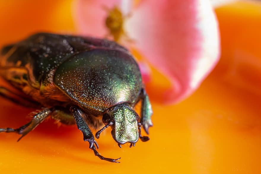 scarabée, insecte, macro, la nature, coléoptères, Scarabée de la peau