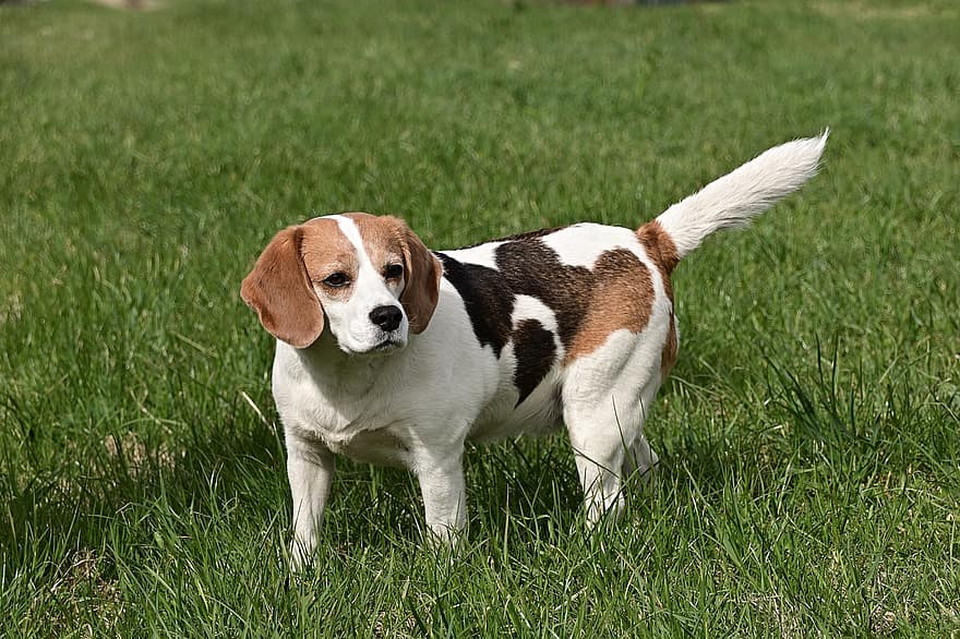 beagle, perro, mascota, animal, nacional, canino, mamífero, hierba, linda, mascotas, perrito