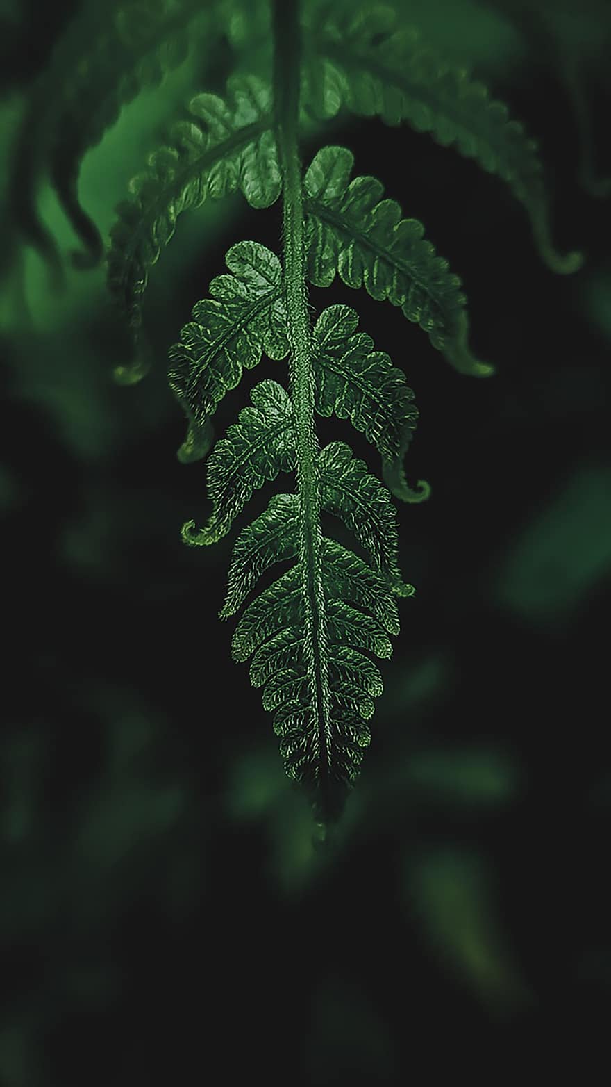 fern, leaves, plant, leaf, green color, close-up, macro, growth, forest, backgrounds, freshness