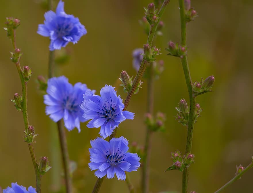 cichorium intybus, flors de xicoria, blauet, flors silvestres, pol·len, naturalesa, cicoria, blau, flor, coffeeweed