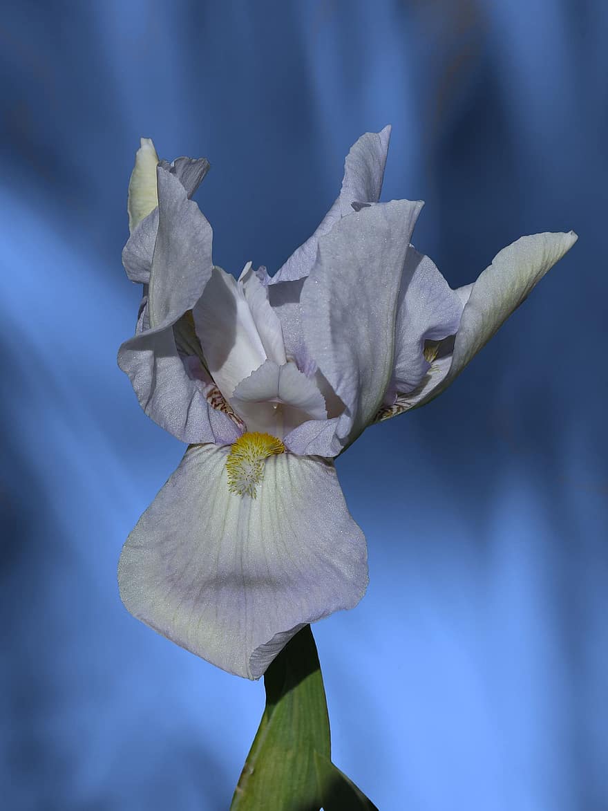svärdslilja, iris, blomma, natur, isblå
