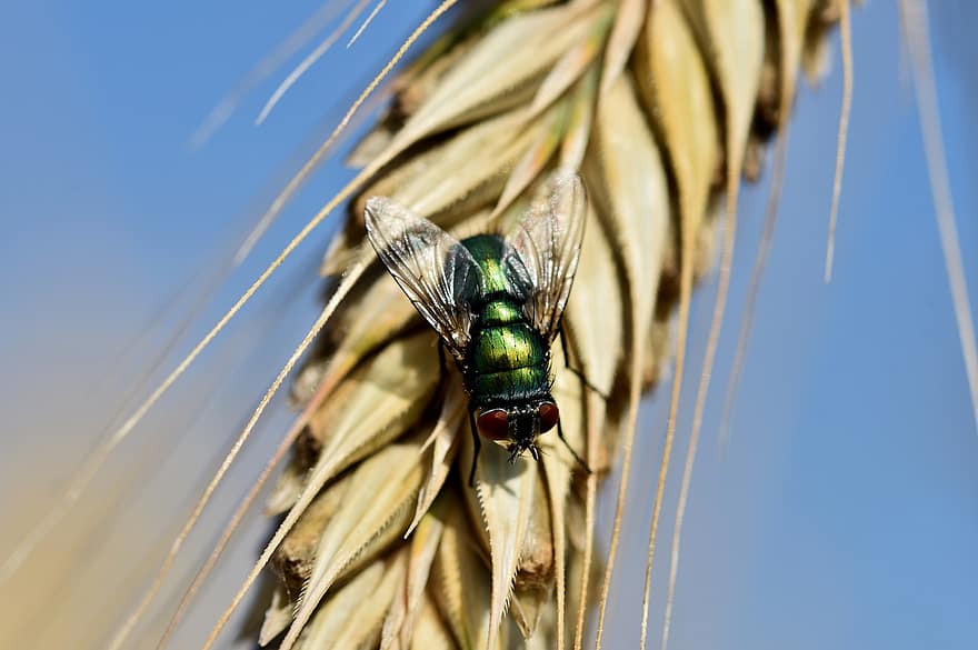 Fly, Insect, Wing, Bug, Entomology, Flight Insect, Animal, Ear, Grain, Barley, Background