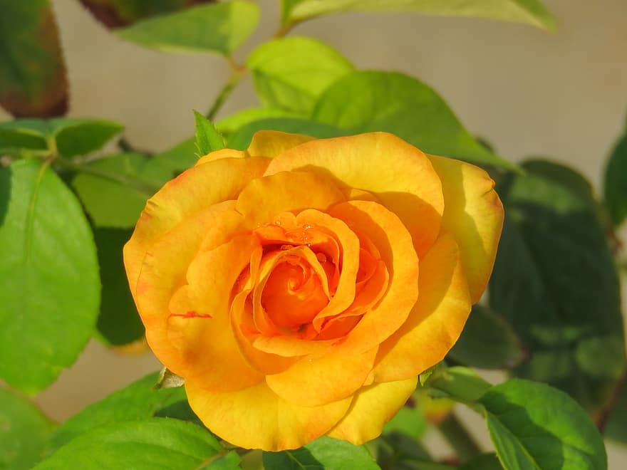 Rosa amarilla, Rosa, flor, amarillo, planta, jardín, floral, amor, romance, decoración