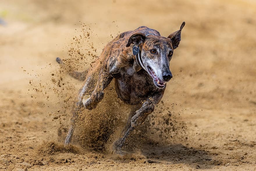 Dog, Canine, Race, Run, Running, Dog Racing, Race Course, Hunt, Greyhounds