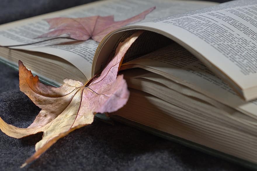 一冊の本、ページ数、カエデの葉、読む、文献、葉、秋の葉、秋、乾燥葉、郷愁、閉じる
