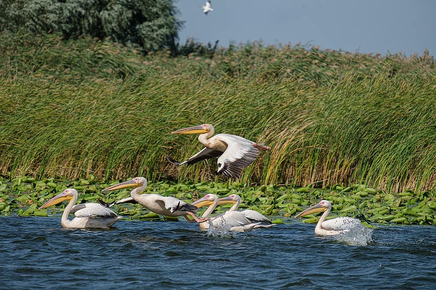 Lielie baltie pelikāni, putnu vērošana, dunas delta, Rumānija, Mahmudija, Carasuhatarea, Putnu grafika, putni, Boatrips, saglabāšanu, ekoloģija