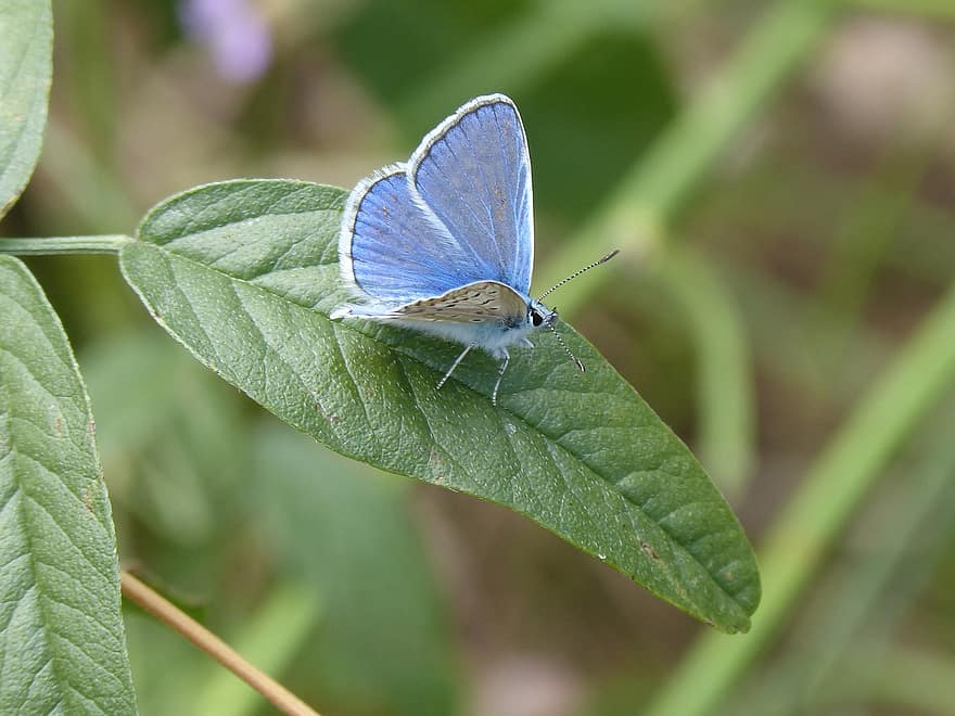 borboleta, borboleta azul, comuna de blaveta, folha