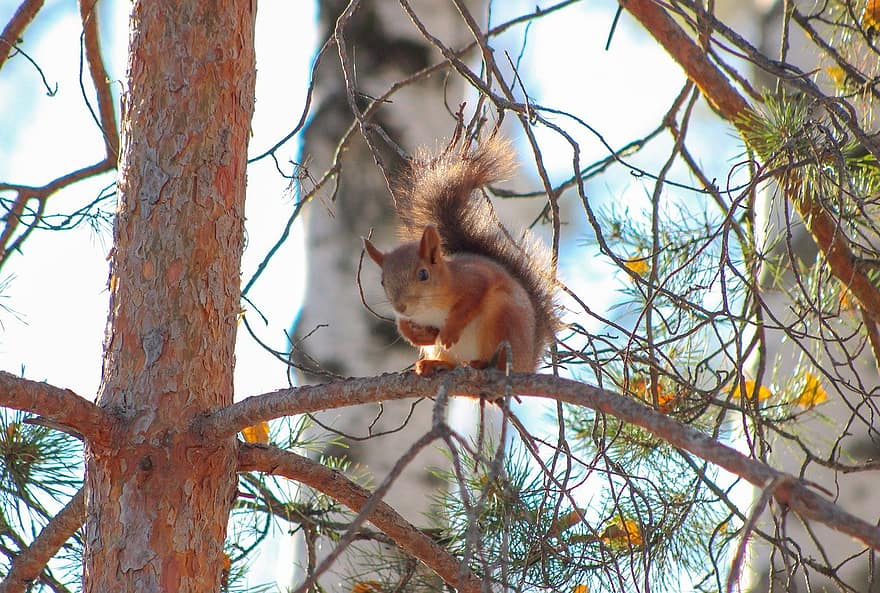 mókus, állat, Szibéria, fa, aranyos, ág, rágcsáló, erdő, szőrme, vadon élő állatok, kicsi
