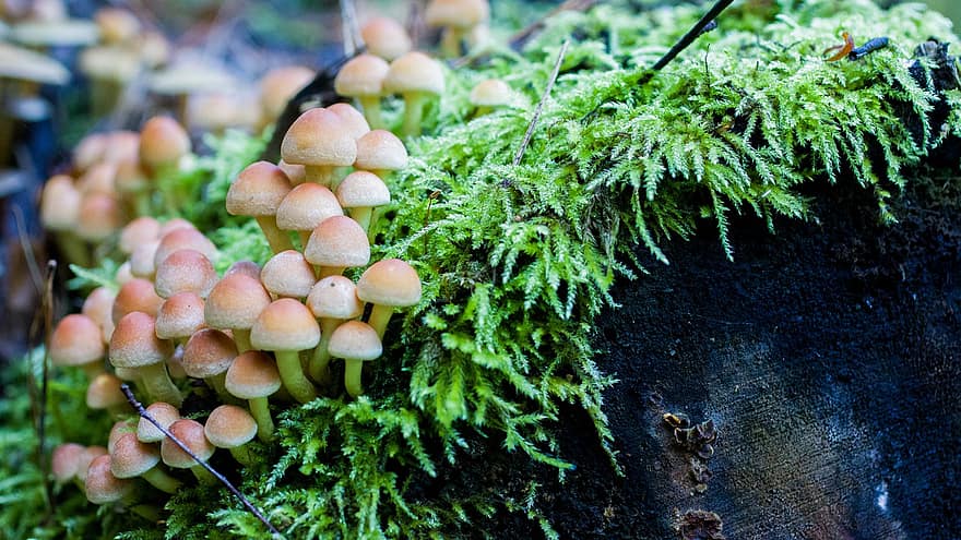 Mushrooms, Fungus, Toadstool, Forest, Moss, Nature